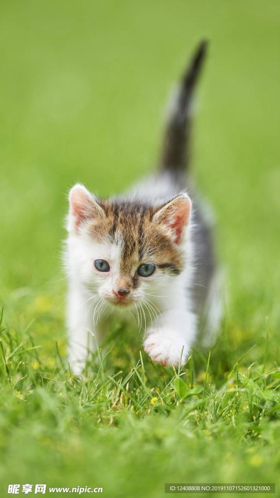 小猫