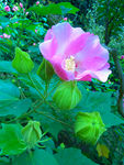 木芙蓉花