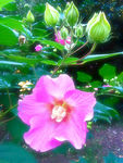 木芙蓉花
