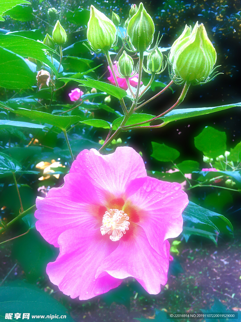 木芙蓉花