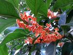 金桂花（丹桂）