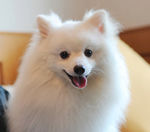 银狐犬