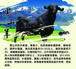 黑山羊海报