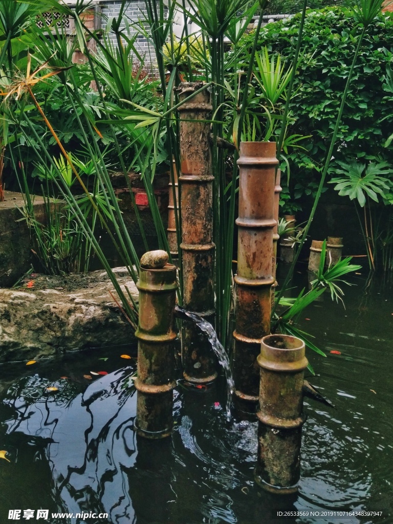 黄龙溪景点 风车草 植物 竹节