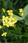 黄花野花