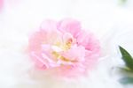 芙蓉花