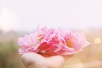 芙蓉花