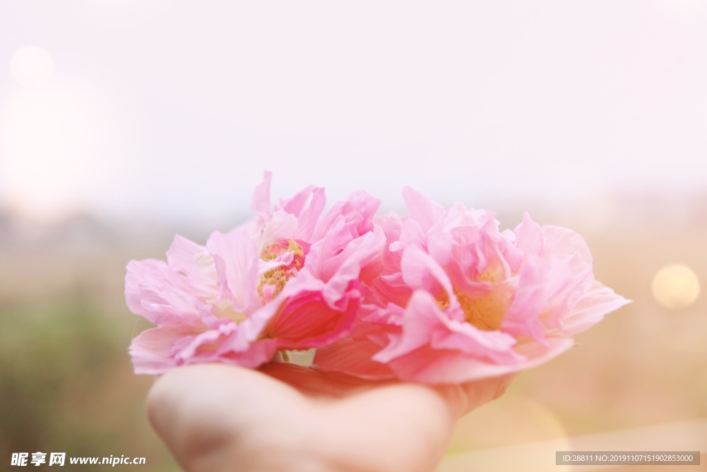 芙蓉花