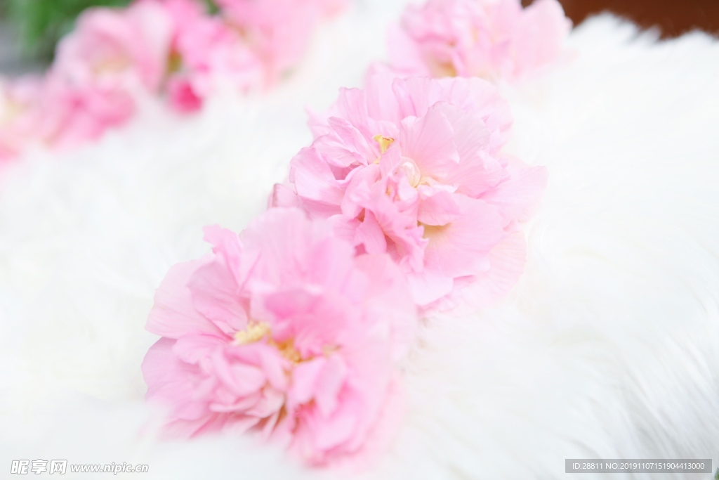 芙蓉花