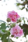 芙蓉花