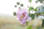 芙蓉花