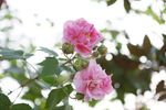 芙蓉花