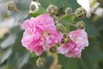 芙蓉花