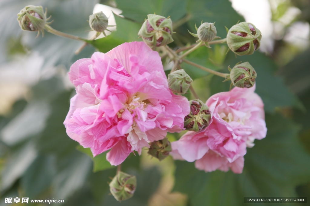 芙蓉花