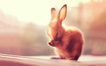 唯美兔子高清大图