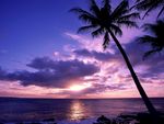 落日下的海边椰树