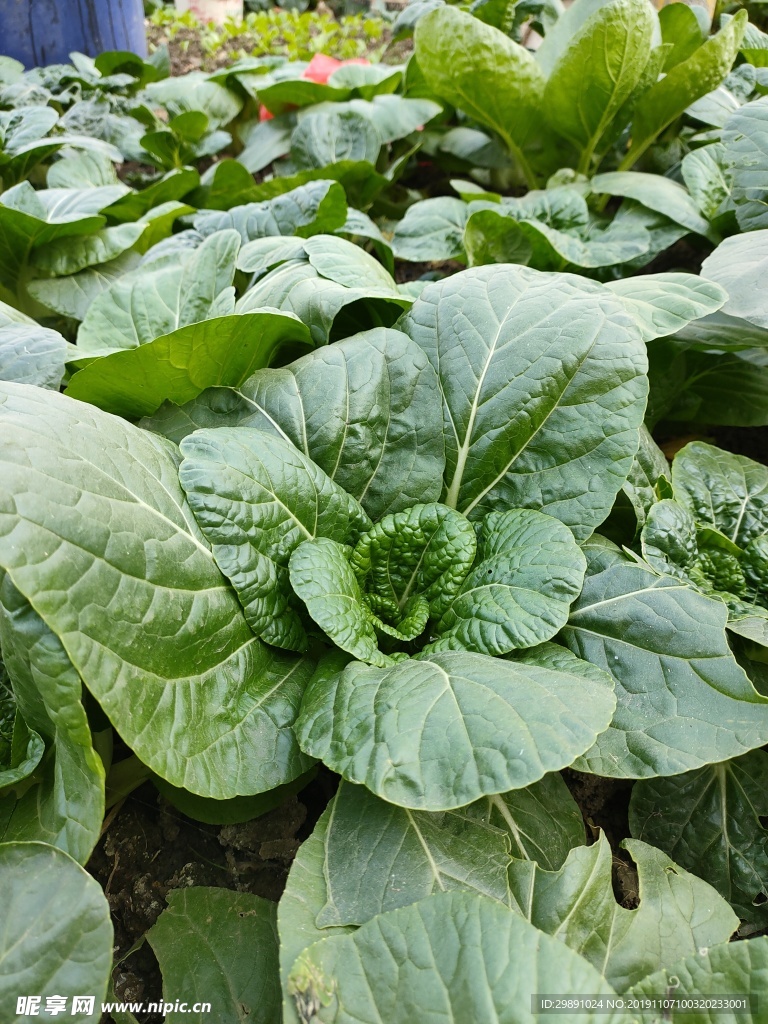 青菜
