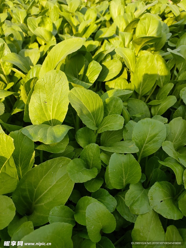 青菜