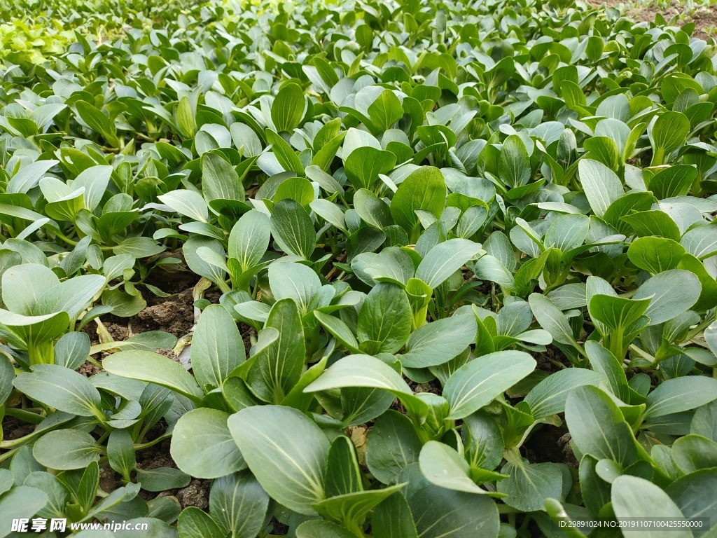 青菜
