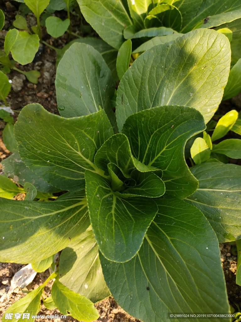 青菜