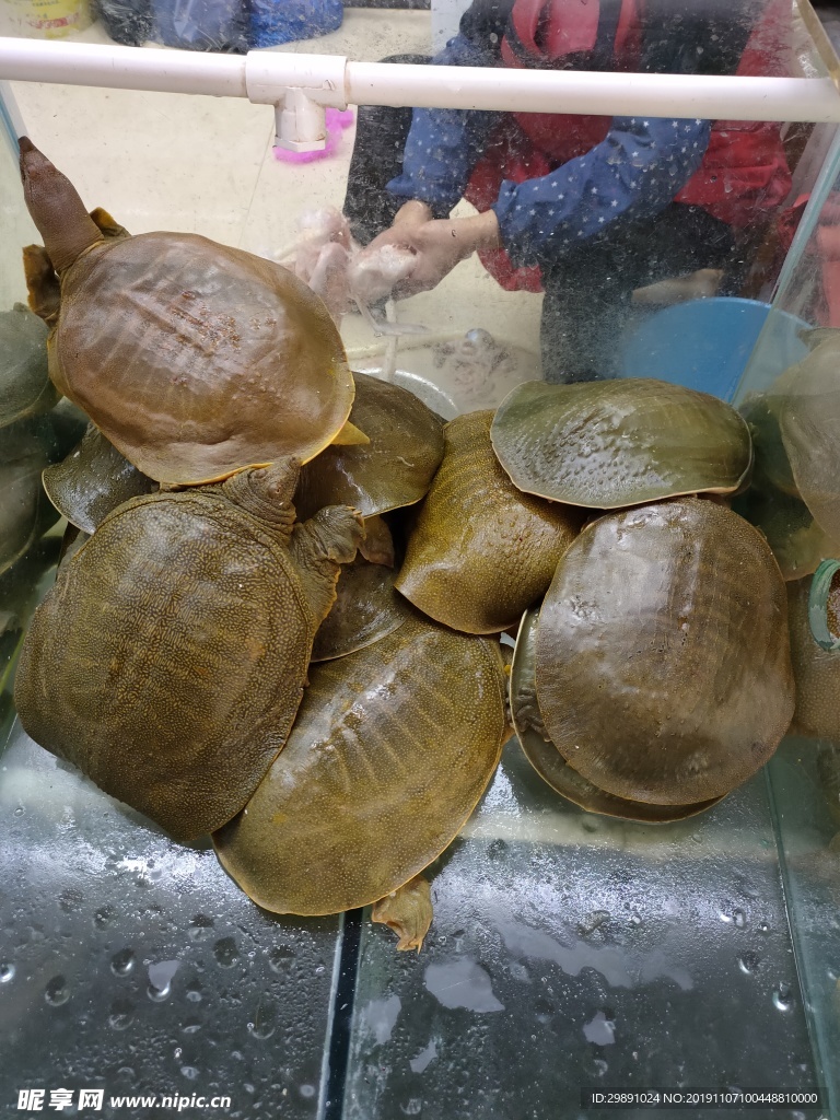 甲鱼