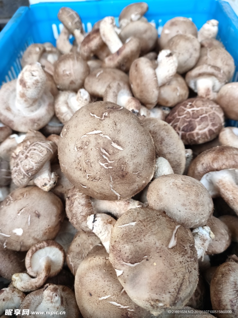 蘑菇