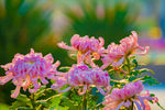 重阳节菊花拍摄图片
