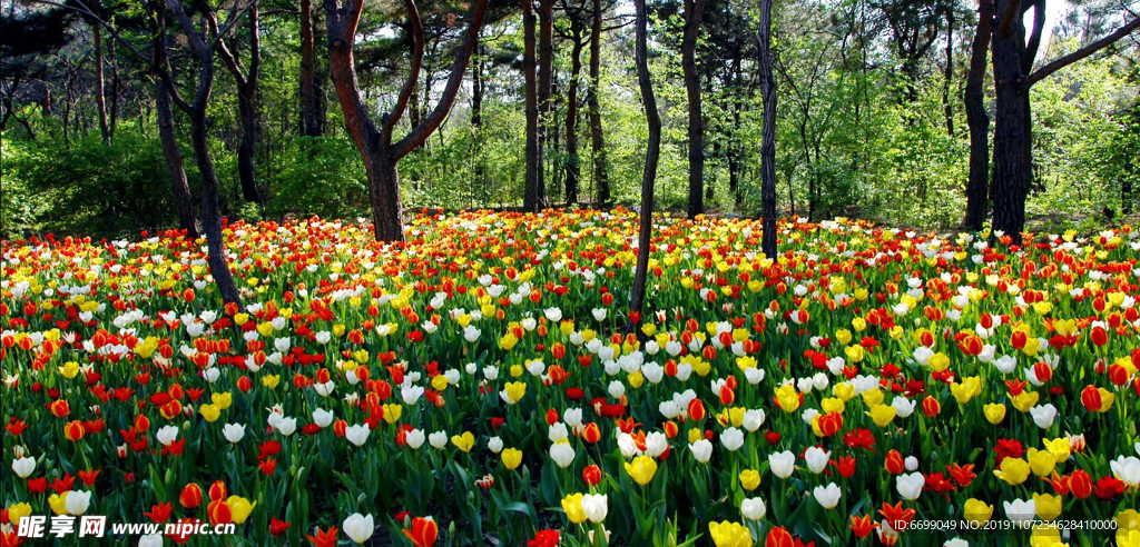 鲜花