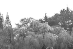 风景