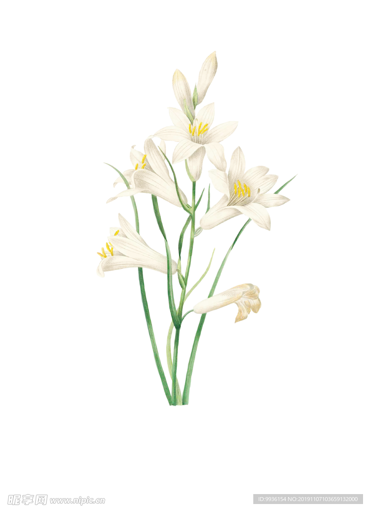 水彩百合花