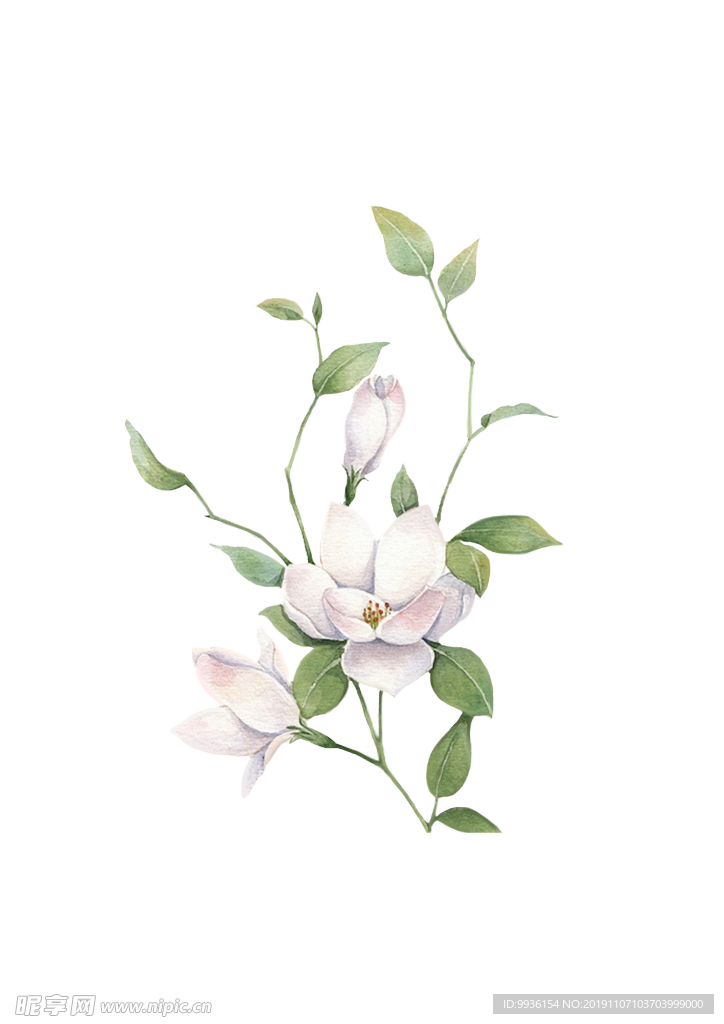 水彩栀子花