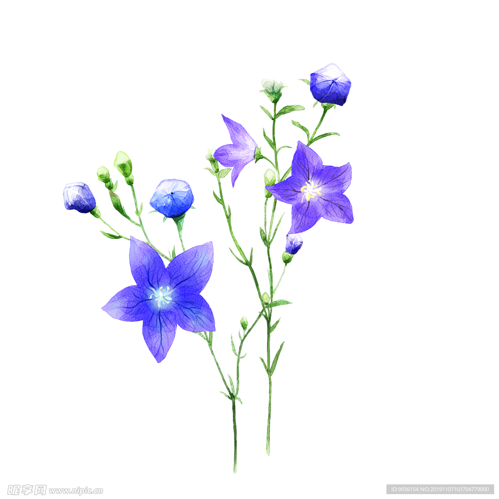 水彩玉兰花