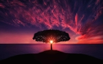 紫色天空大树夕阳背景