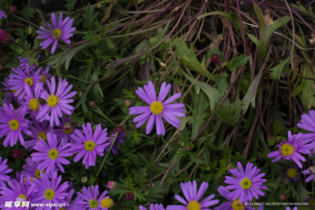 翠菊花