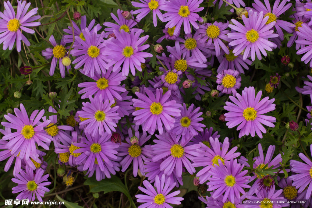 翠菊花