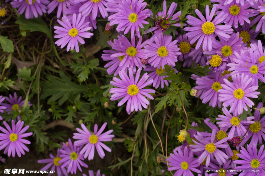 翠菊花