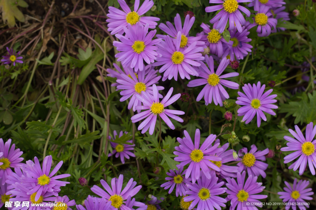 翠菊花