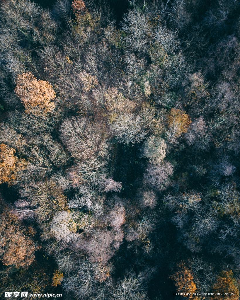 山林