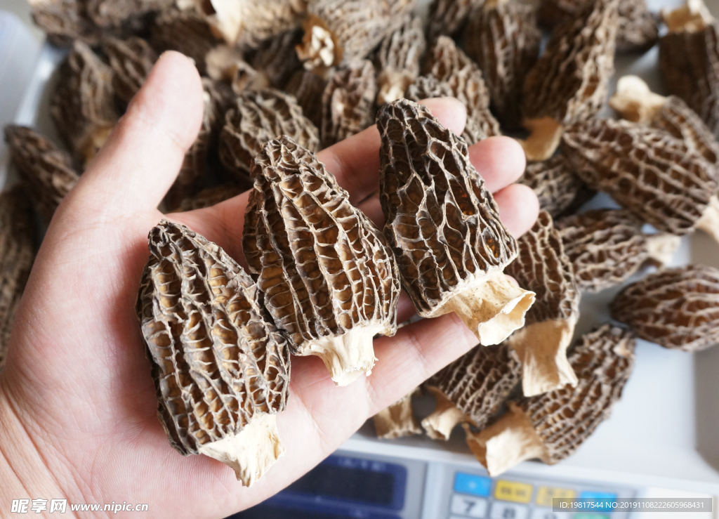 云南满泽羊肚菌
