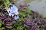 紫色小花
