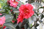 茶花