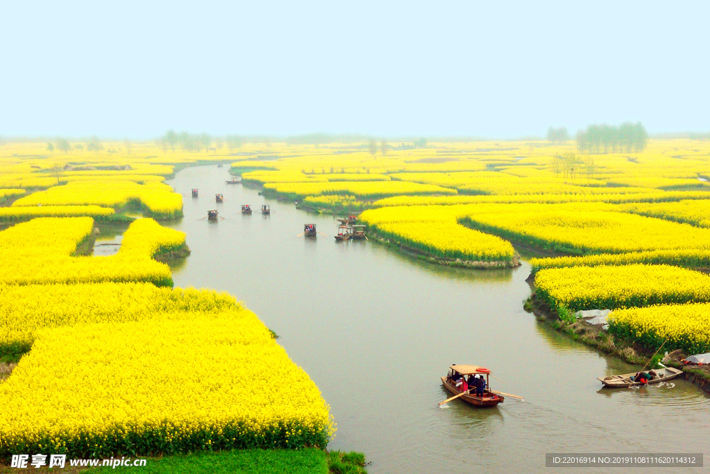 水乡油菜花