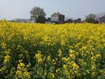 油菜花