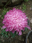 粉色菊花