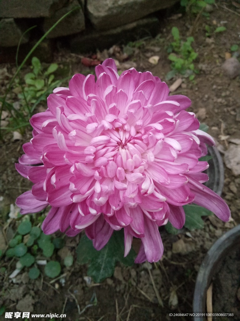 粉色菊花