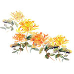 橙色菊花