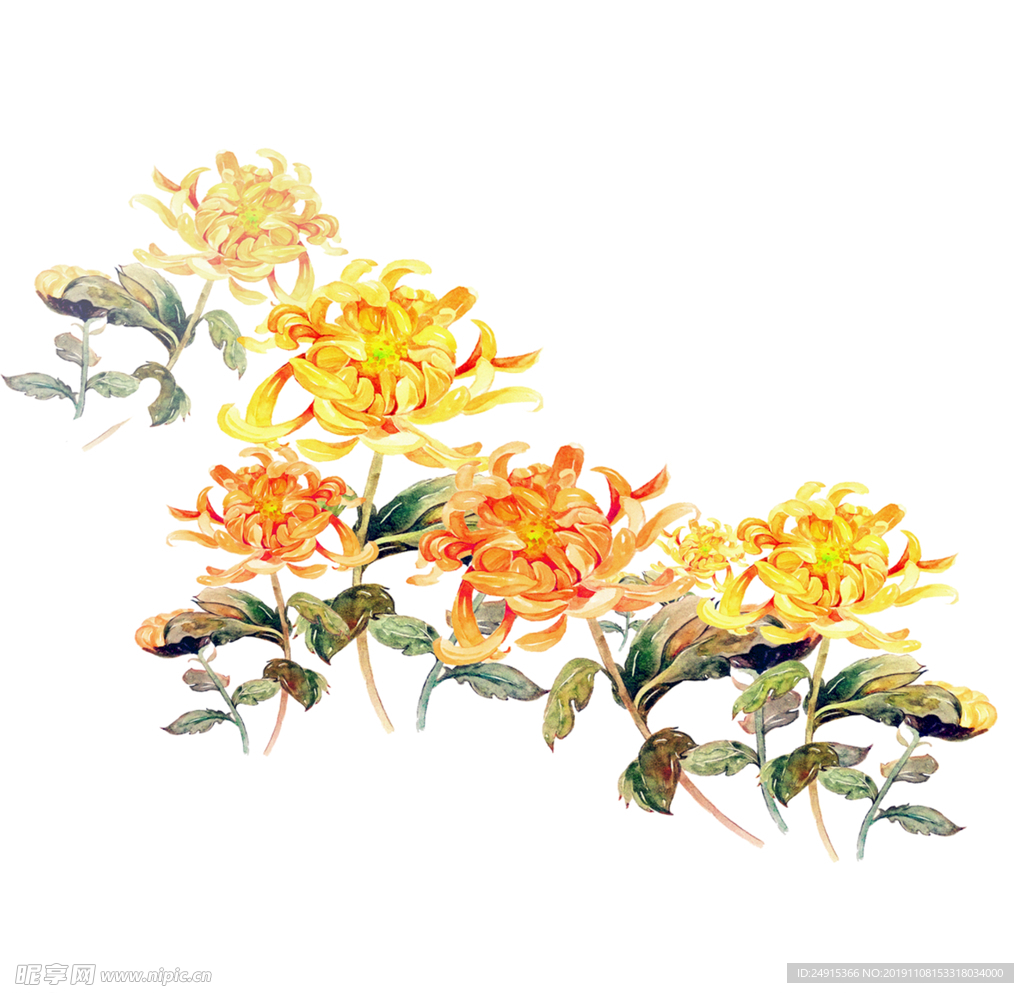 橙色菊花