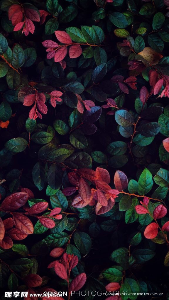 鲜花背景