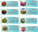 植物介绍
