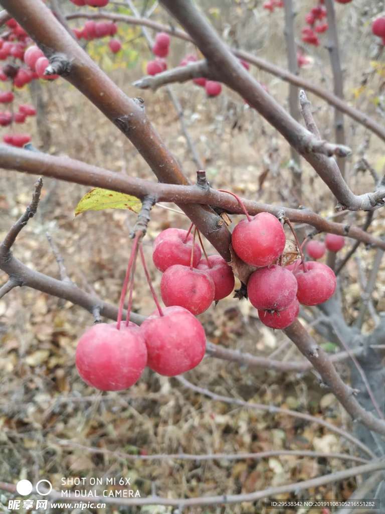 格桑花